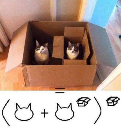 gatos al cubo